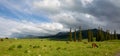 Beautiful Nalati Grassland, Xinjiang, China